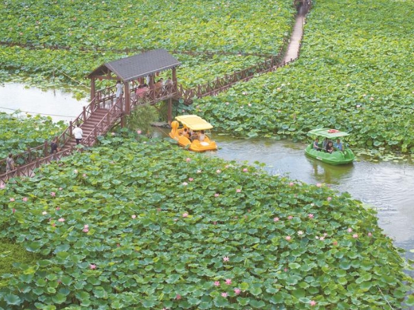 荷花盛開引客來