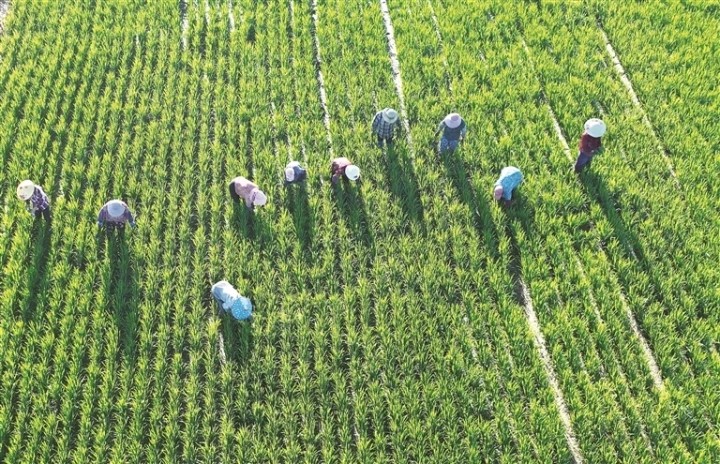 “農(nóng)事保姆”助力秋糧豐產(chǎn)增收