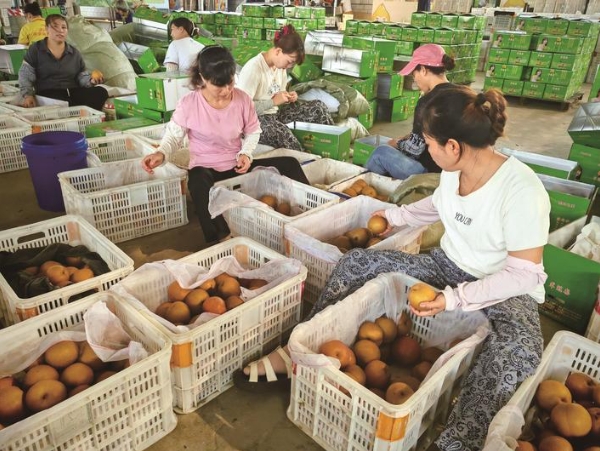 海安大公鎮(zhèn)于壩村千畝梨園迎來豐收季